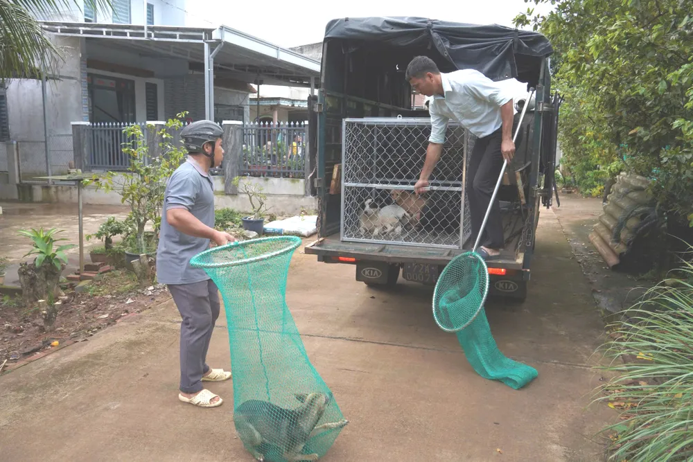 被捕获的散养犬在隔离饲养区