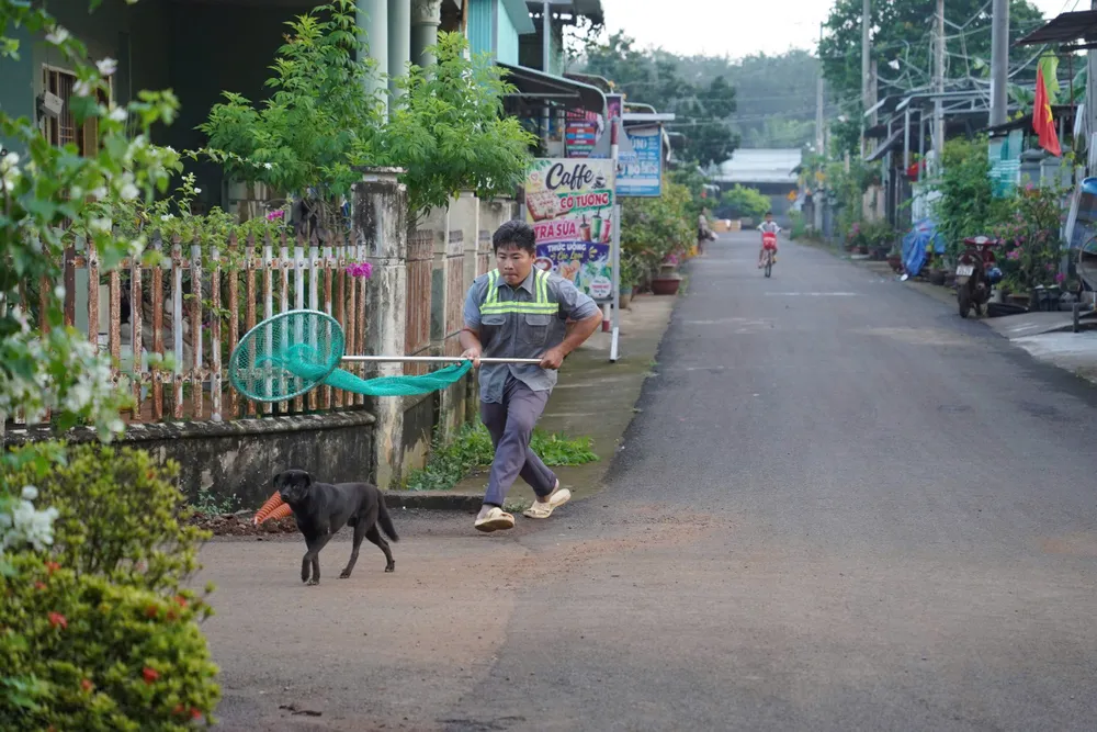 职能部门人员捕抓散养犬